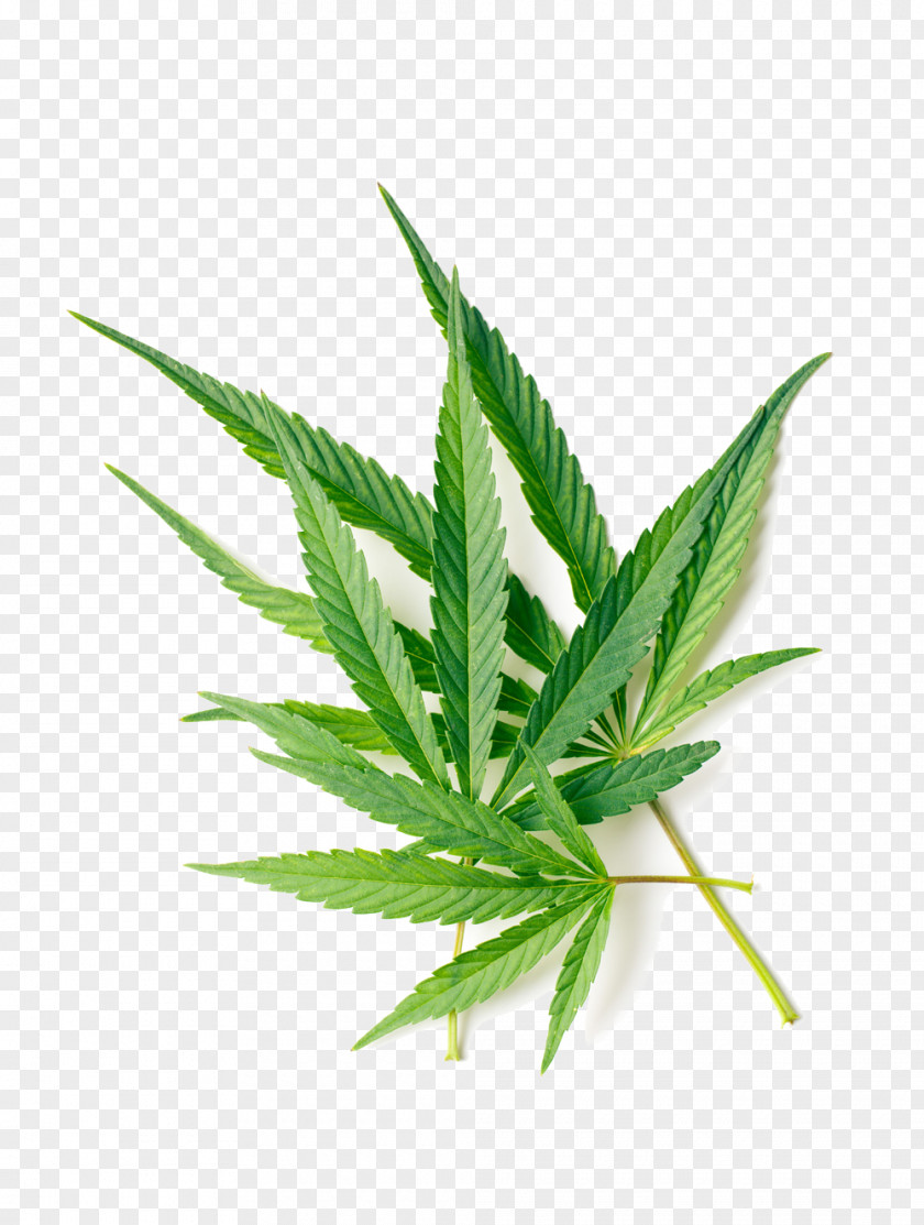 Medical Marijuana Card Cannabis Leafly Medicine Clinic PNG