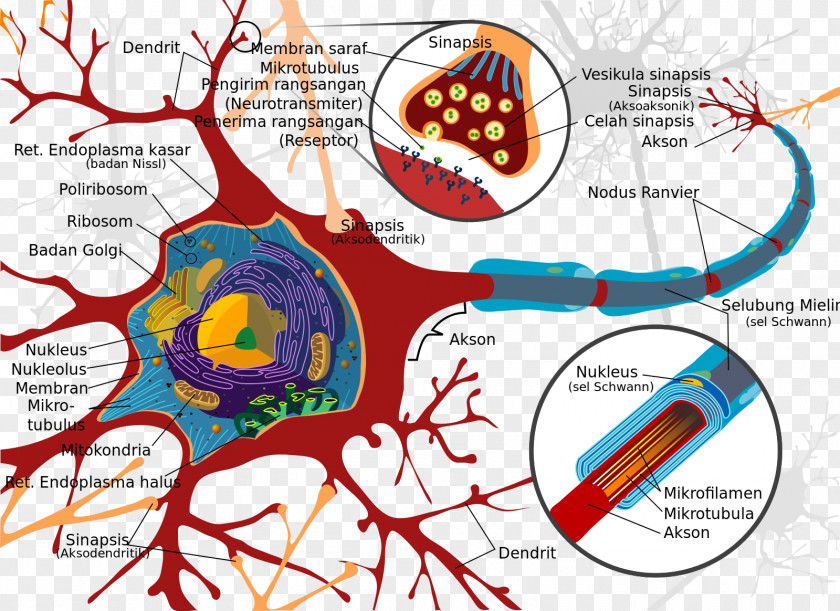 Neurons Motor Neuron Cell Nervous System Soma PNG