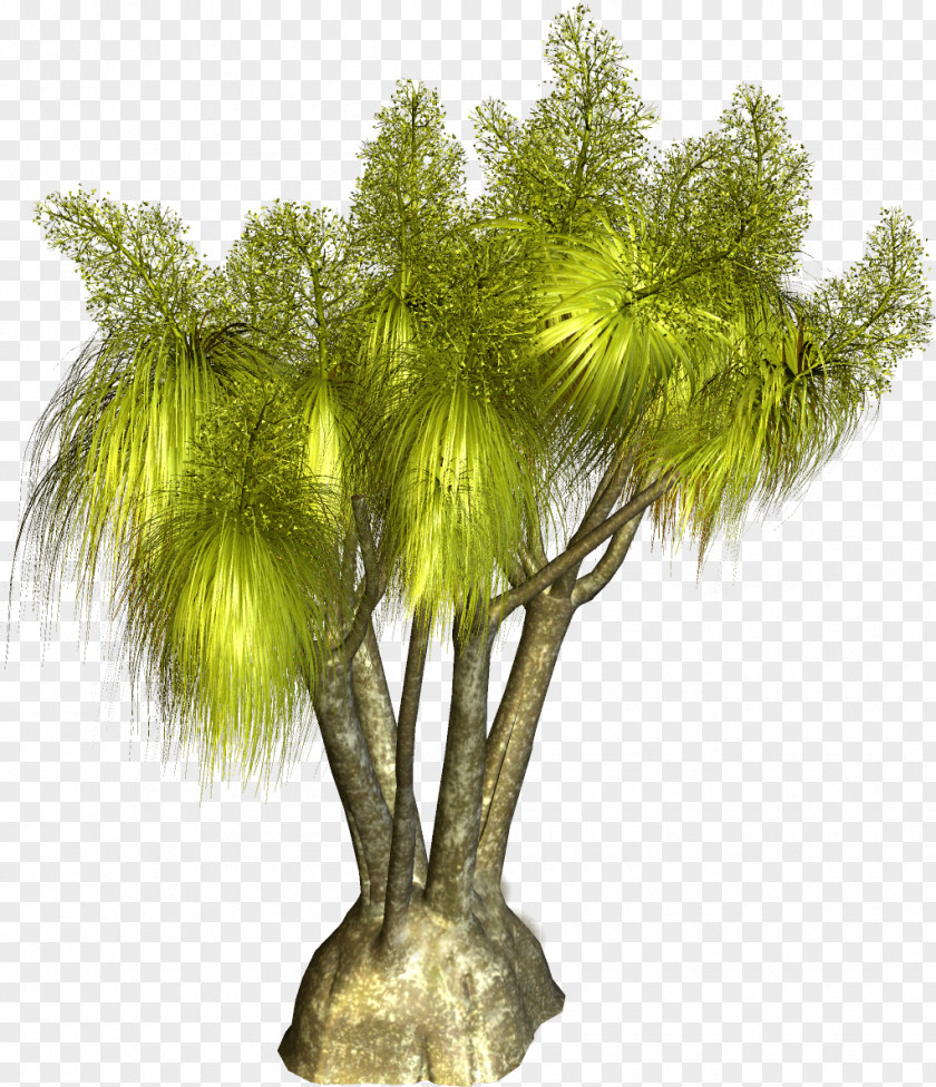 Palm Tree Plant Clip Art PNG