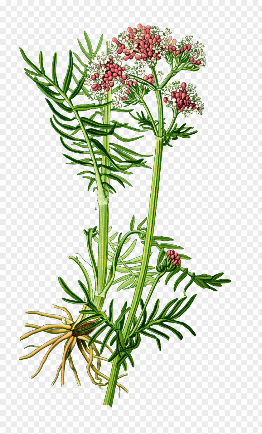 Plant Valerian Medicinal Plants Officinalis Spikenard PNG