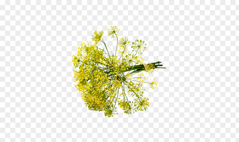 Romanesco Broccoli Dill Fennel Herb Apiaceae Chives PNG