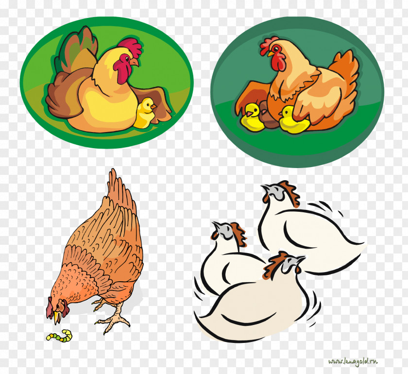 Rooster Chicken Illustration Drawing PNG Drawing, chicken clipart PNG