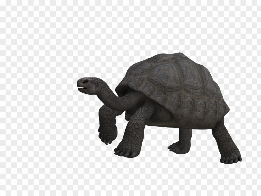 Turtle Tortoise Reptile Art Animal PNG