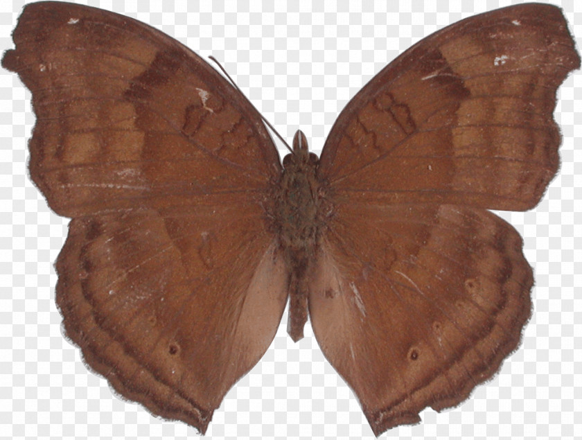 Butterfly Brush-footed Butterflies Silkworm Moth Genus PNG