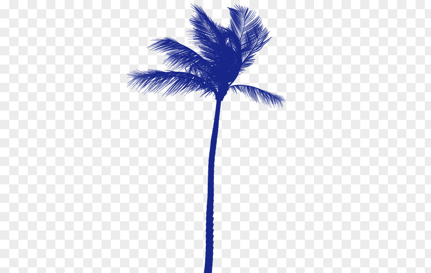 Coconut Tree Arecaceae PNG