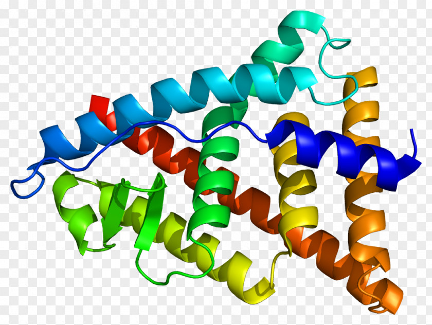 Isoflavones Estrogen Receptor Beta Alpha Nuclear PNG