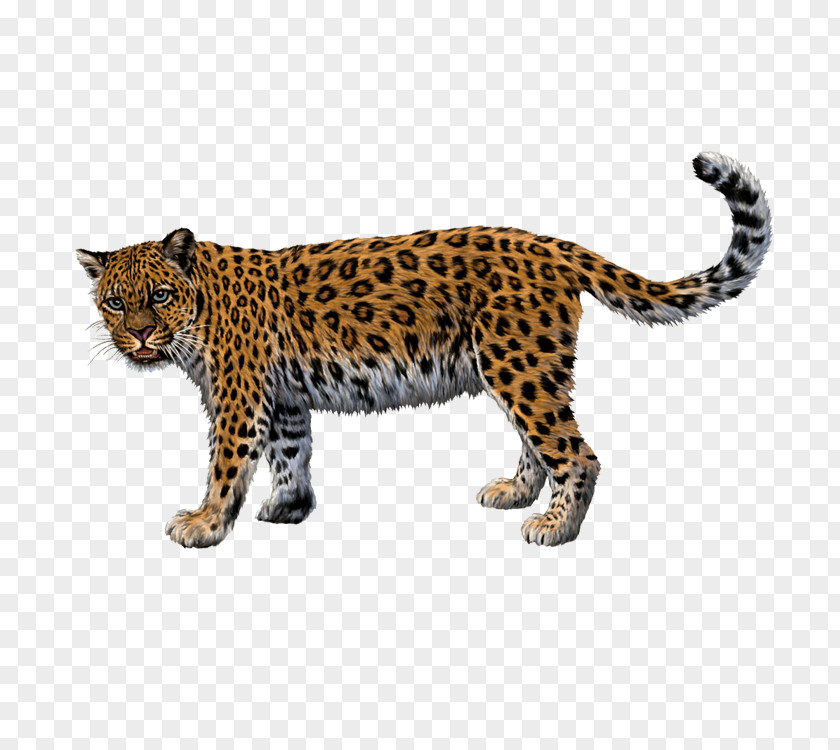 Leopard Jaguar Cheetah North-Chinese Felidae PNG