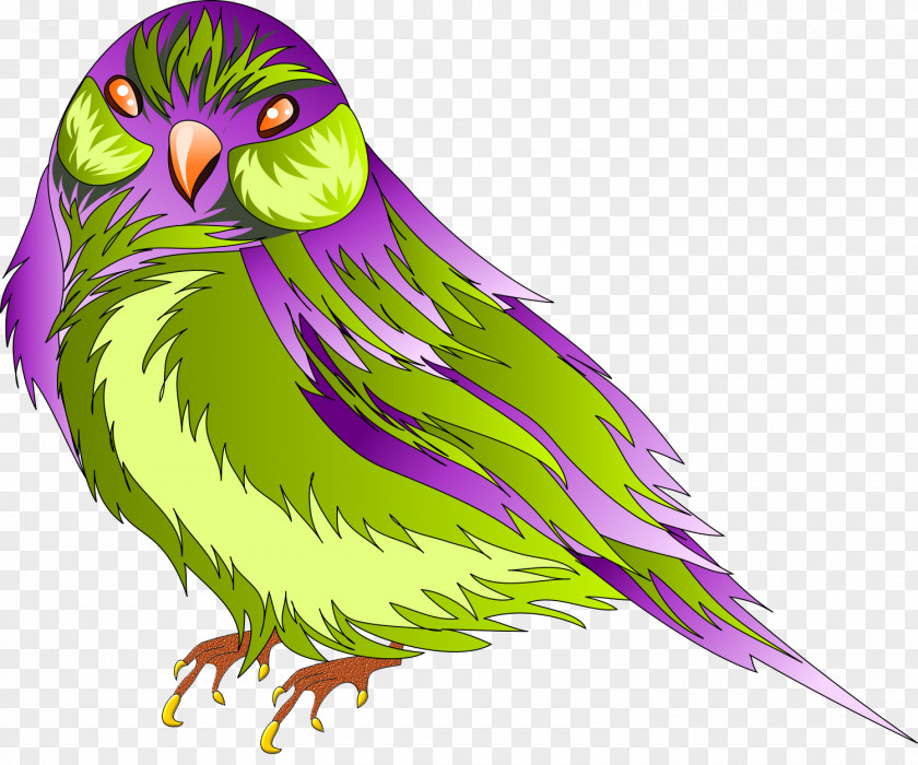 Owl Feather Bird Beak Parakeet PNG