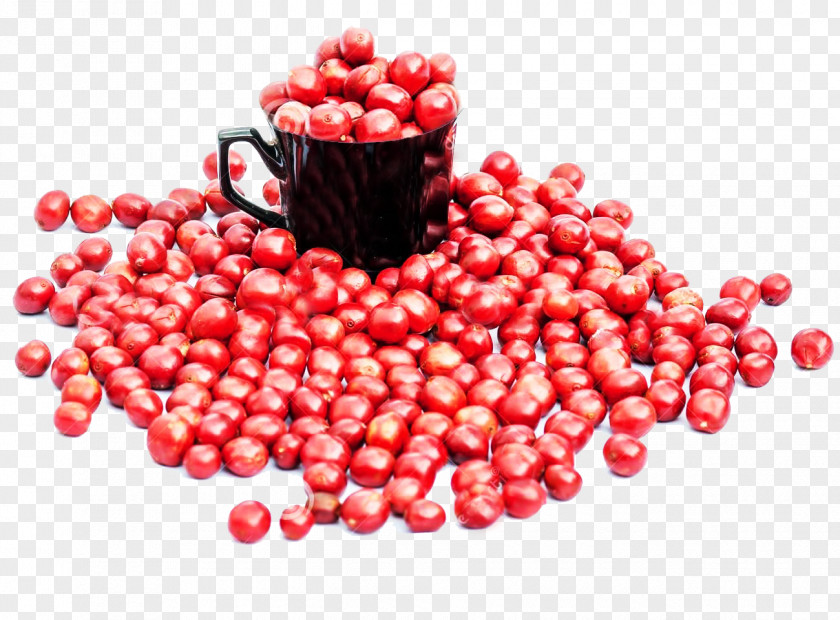 Red Coffee Tree Beans Picture Material Bean Berry Cup PNG