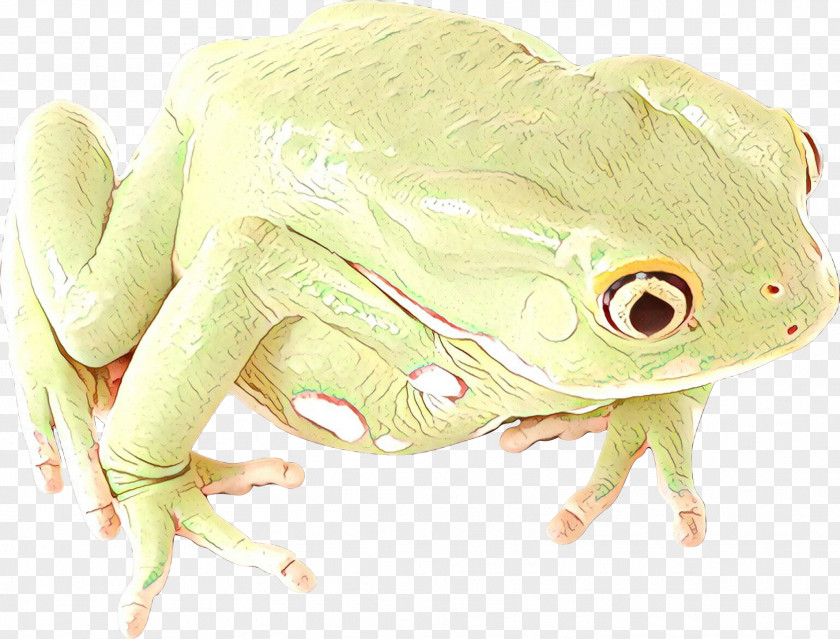 True Frog Tree Terrestrial Animal PNG