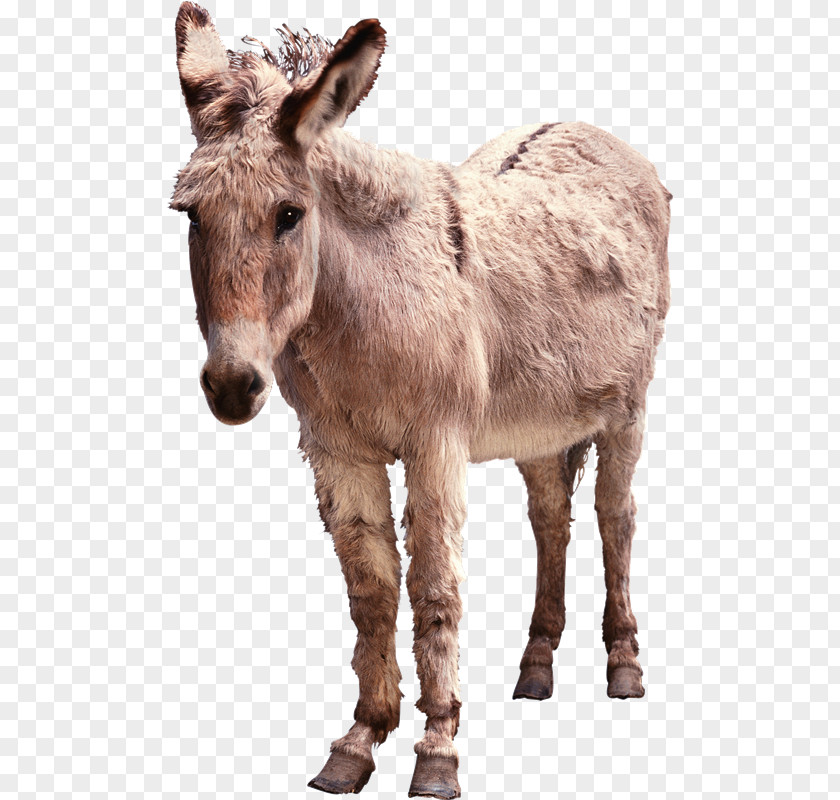 Donkey Horse Clip Art PNG