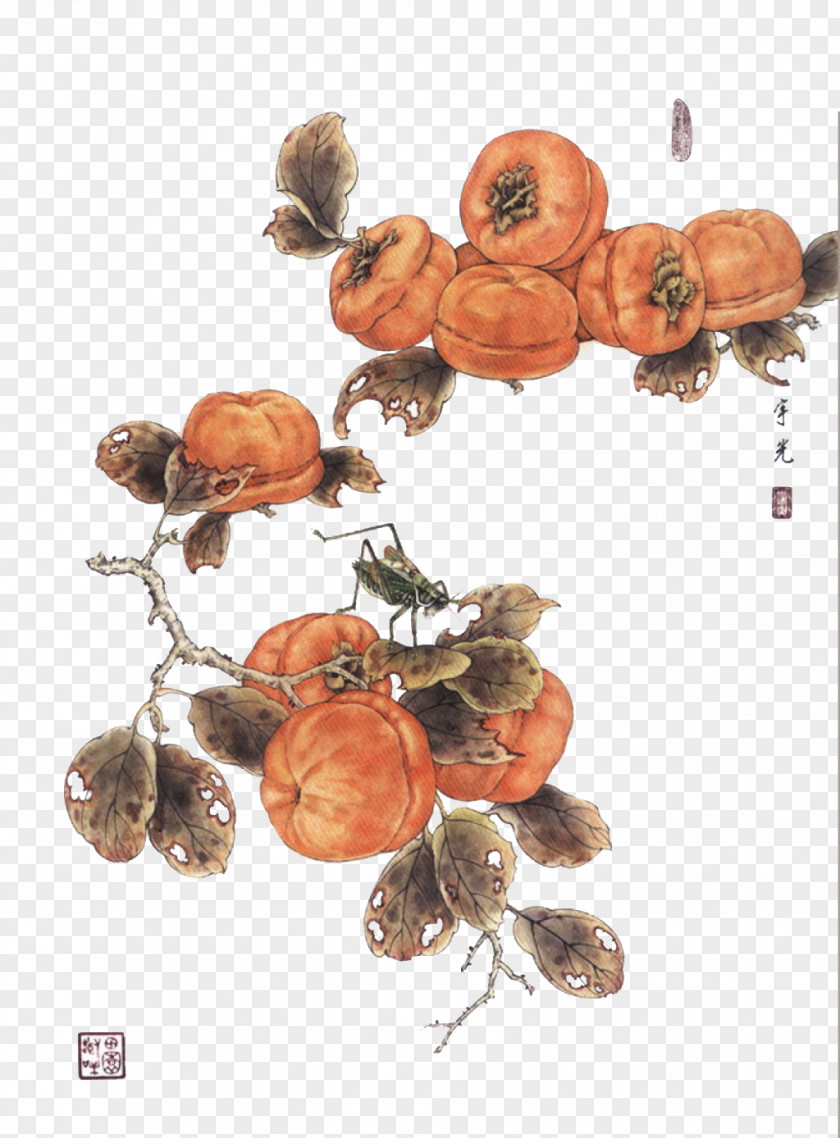Meticulous Painting Persimmon Chinese Gongbi Ink Wash Bird-and-flower PNG