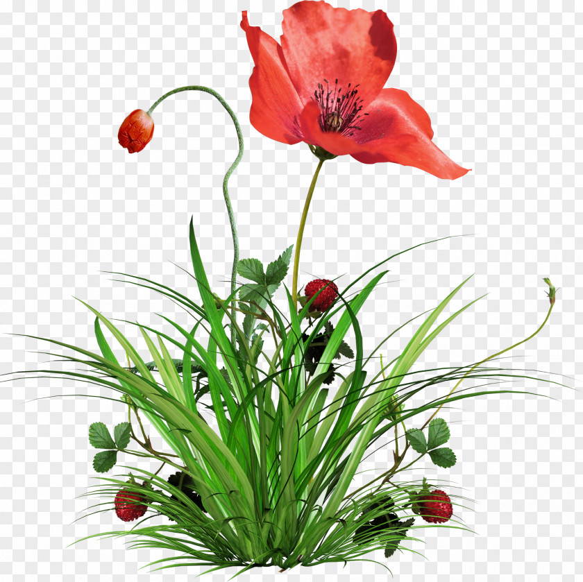 Poppy Flower Plant Clip Art PNG