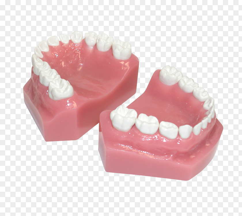 Teeth Model Human Tooth Pediatric Crowns Posterior PNG
