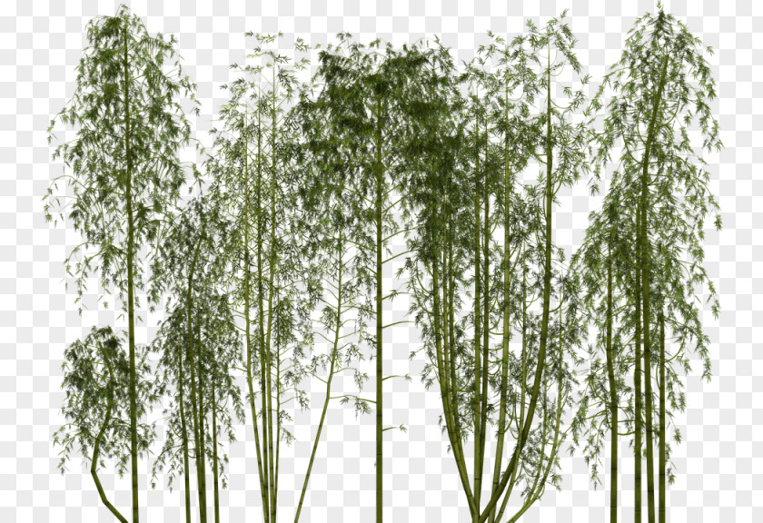Bamboo Clip Art Image Giant Panda PNG