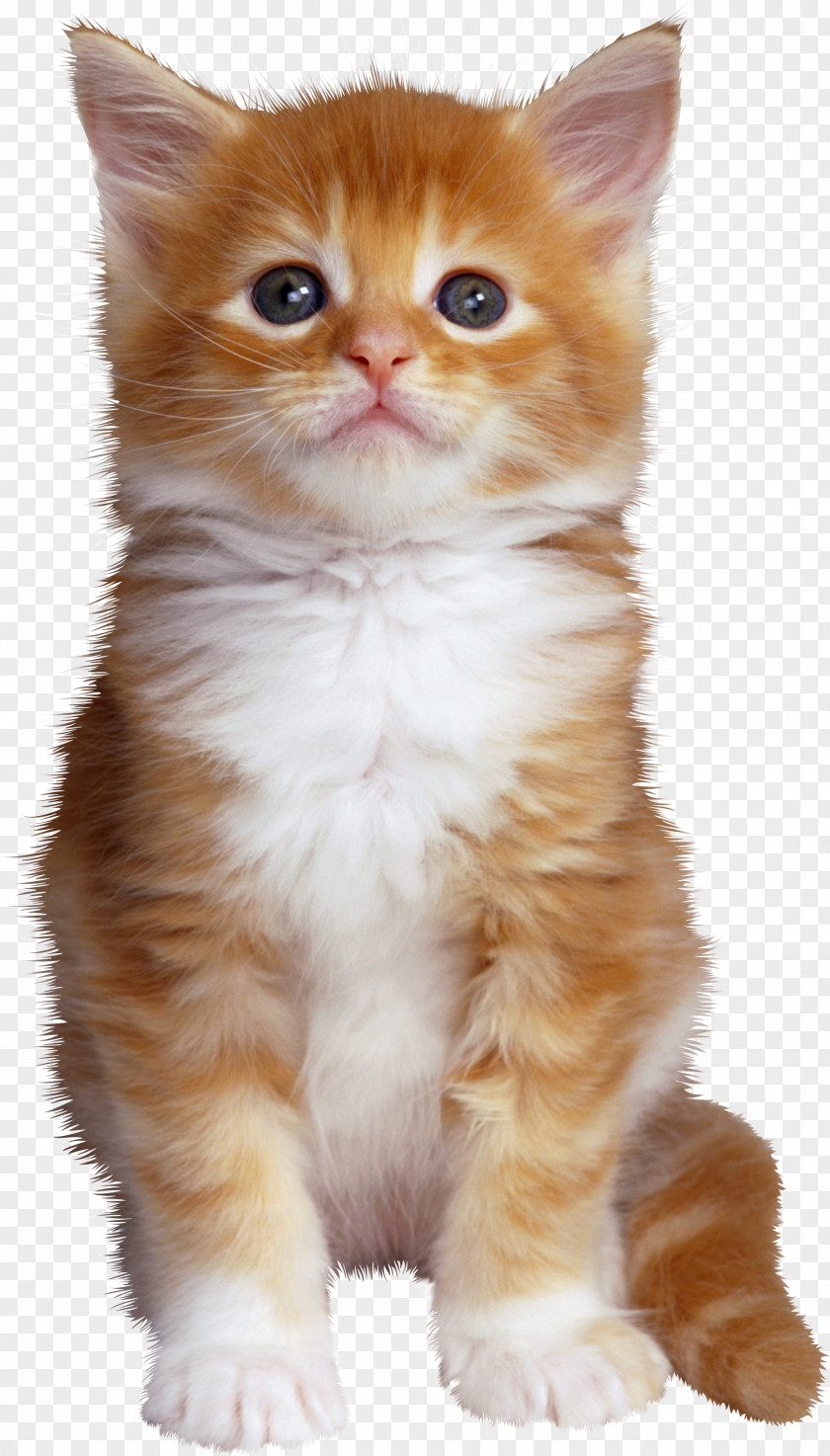 Kitty PNG clipart PNG