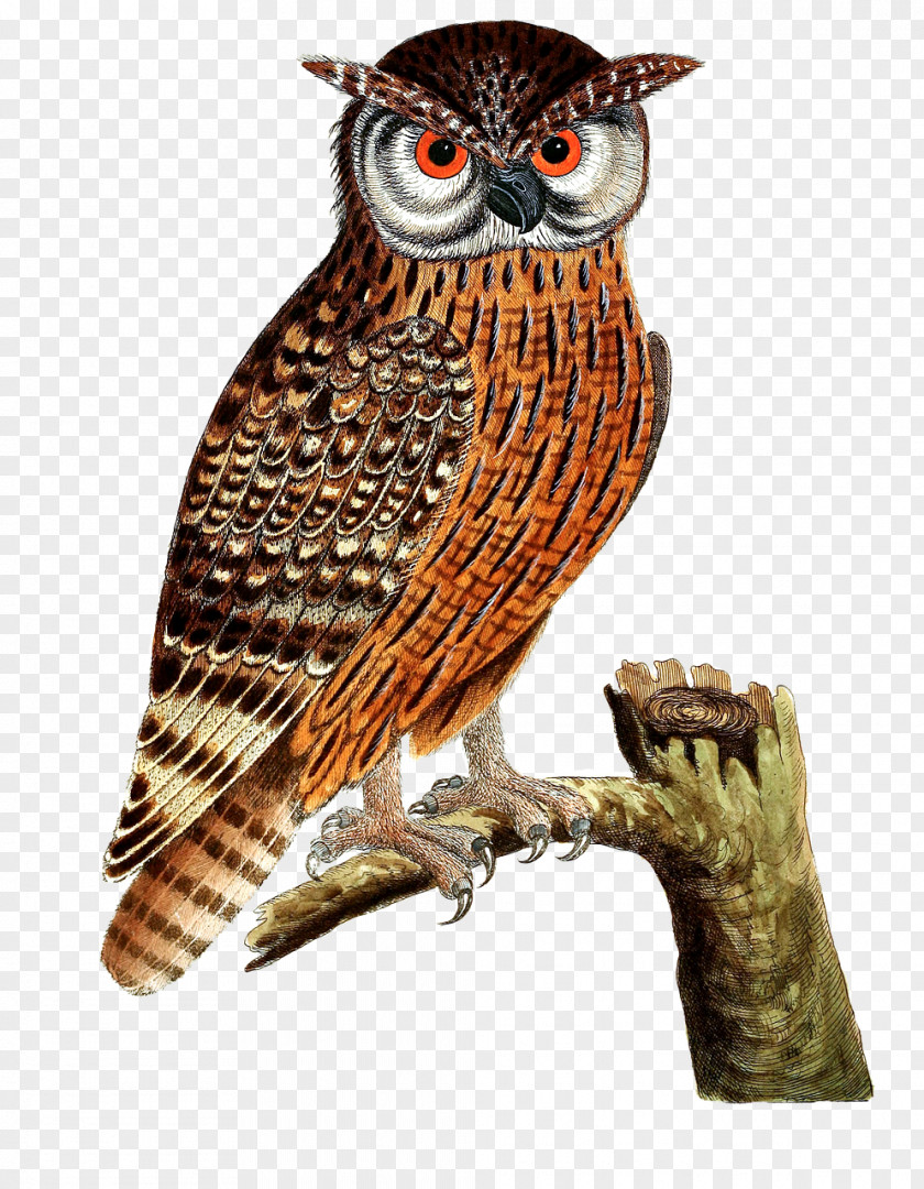 Owl Great Horned Bird Of Prey Eurasian Eagle-owl PNG