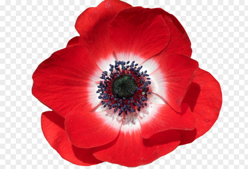 Poppy Field Common Flower In Flanders Fields Remembrance PNG