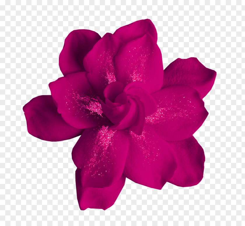 Purple Rose Flower Moutan Peony Clip Art PNG