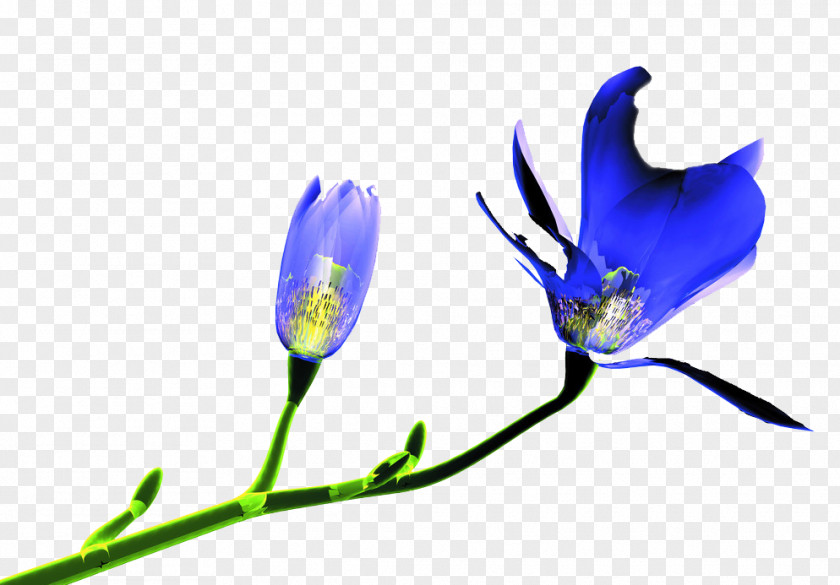 Tulip Flower PNG