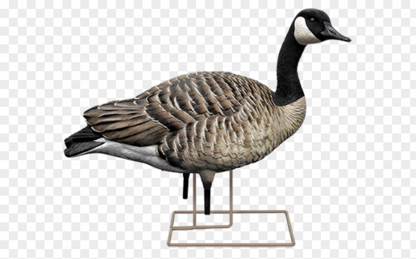 A Juvenile Canada Goose Duck Mallard Decoy PNG