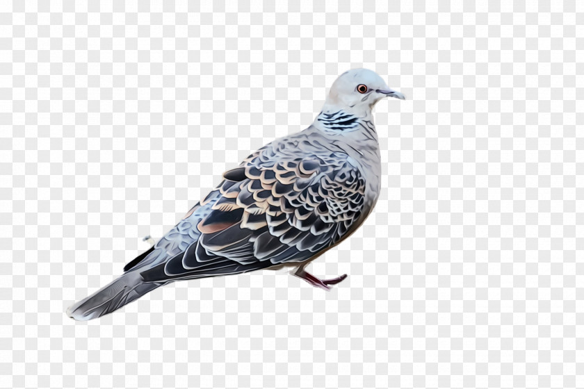Beak Pigeons And Doves Bird Stock Dove Rock PNG