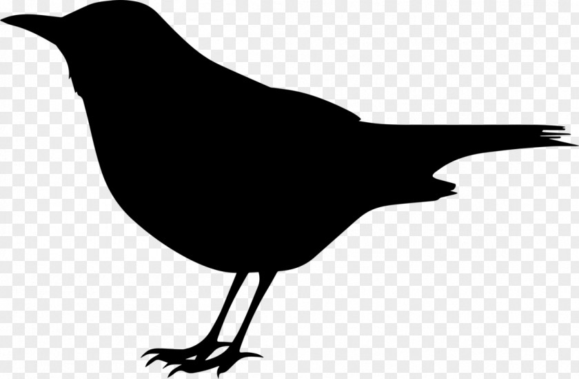 Crowlike Bird Blackandwhite Robin PNG