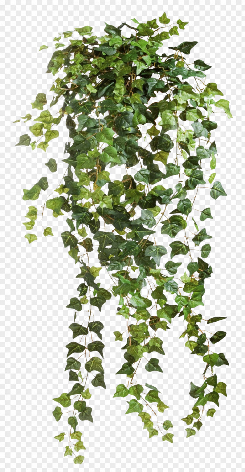 Ivy Vines Clear Cut Plant Clip Art PNG