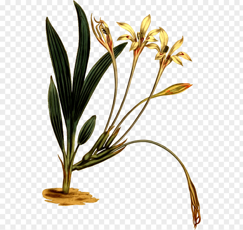 Magazine Grasses Flowerpot Plant Stem PNG