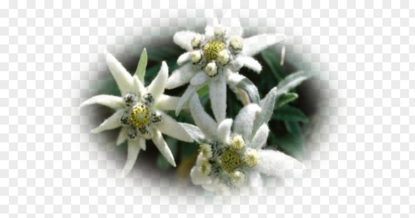 Mount Edelweiss Flower Seed Alps PNG