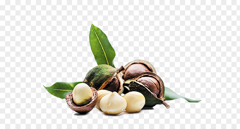 Almond Macadamia Oil Nut PNG