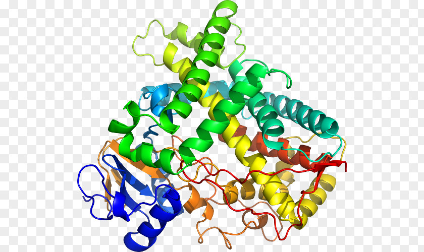 Beta2 Microglobulin CYP1A2 Cytochrome P450 Gene Enzyme PNG