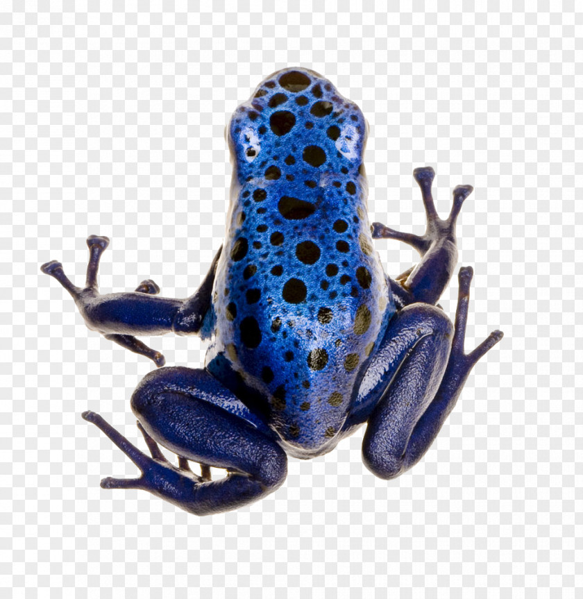 Blue Frog Green And Black Poison Dart Adelphobates Galactonotus Strawberry Poison-dart Yellow-banded PNG