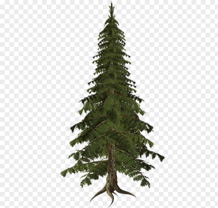 Tree Spruce Drawing Clip Art PNG