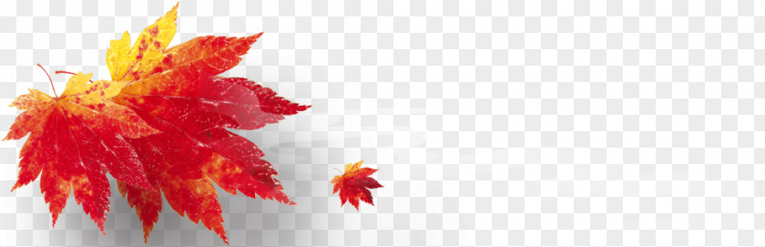 Autumn Maple Leaf Download PNG