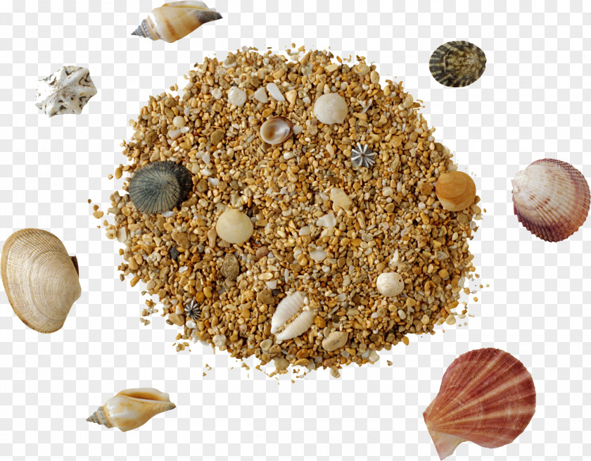 Shell Sand Clip Art PNG