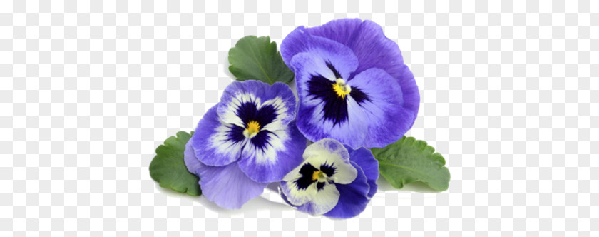 Violet Pansy Flower Stock Photography PNG