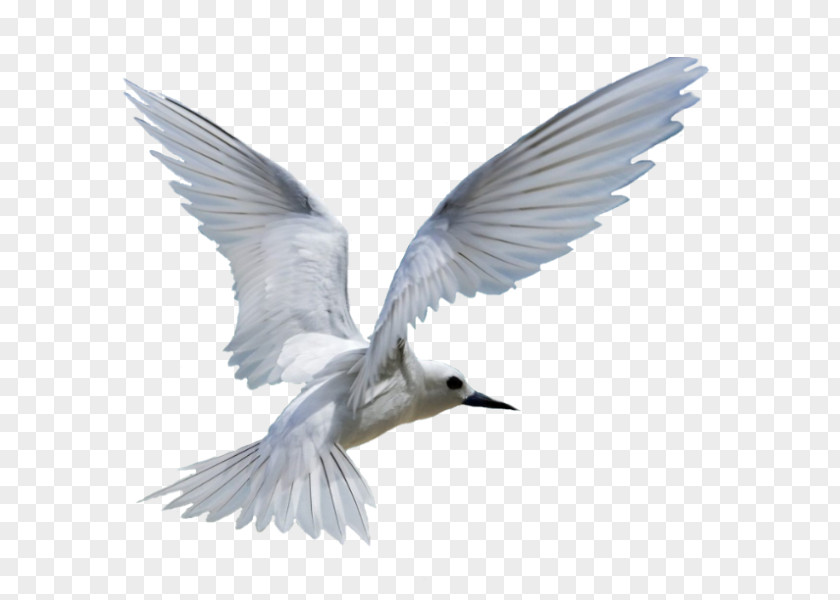 White Birds Gulls Bird Migration PNG