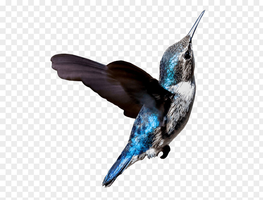 Wing Perching Bird PNG