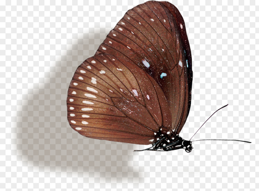 Butterfly Brush-footed Butterflies PNG
