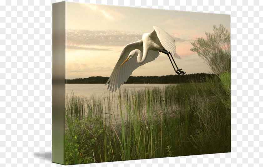 Egret Poster Design Bird Heron Great Beak PNG