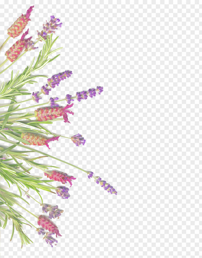 Lavender And Rosemary Isolated On White Herb Common Sage PNG