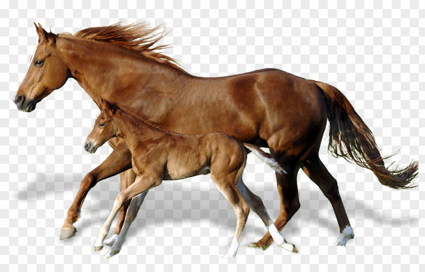 Mud Horse Foal Mare Mustang Andalusian Horses PNG