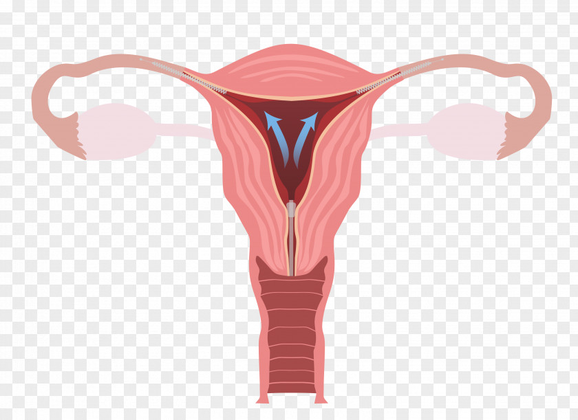 Ovary Female Reproductive System Uterus Fallopian Tube PNG