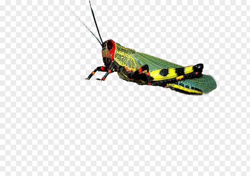 Red-headed Grasshopper Caelifera Download Icon PNG