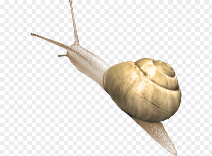 Crawling Snail Polymita Picta PNG