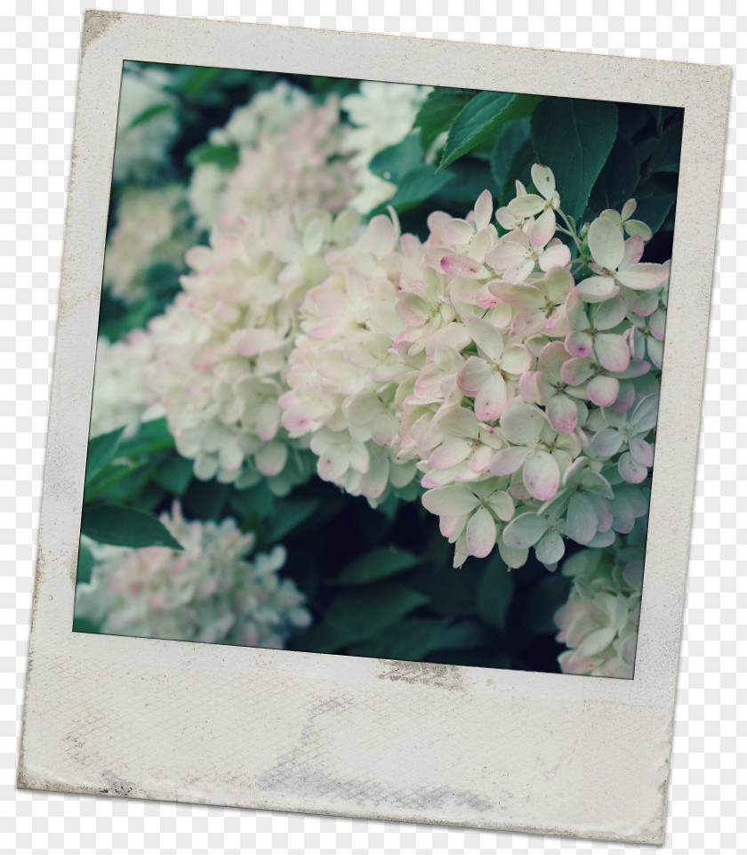 Hydrangea Flower Floral Design Floristry A Beautiful Morning PNG