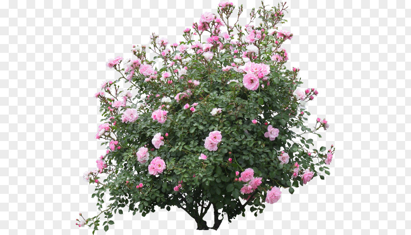 Rose Shrub Flower Garden Psd PNG