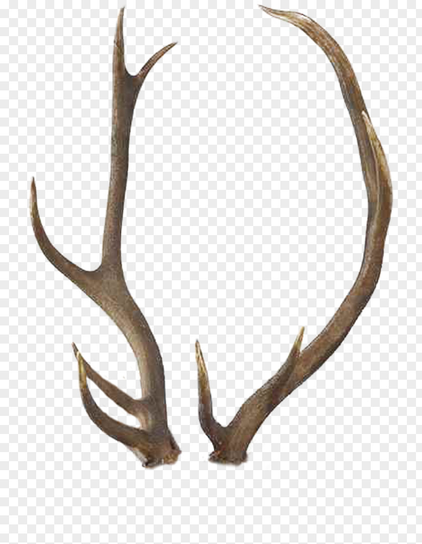 Horn Reindeer Antler Elk White-tailed Deer PNG