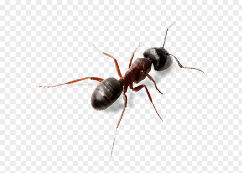 Insect Ant Computer Software PNG